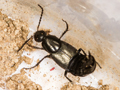 Philonthus cognatus